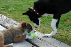Kinvara Collies