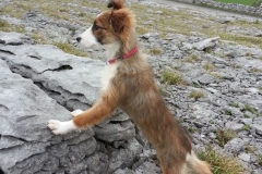 Kinvara Collies