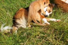 Kinvara Collies