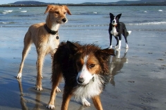 Kinvara Collies