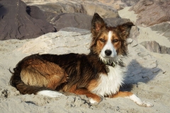 Kinvara Collies