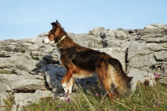 Kinvara Collies