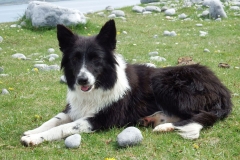 Kinvara Collies