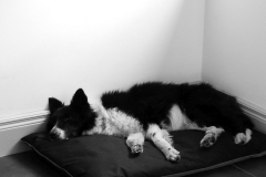 Kinvara Collies