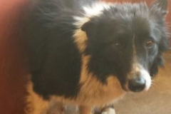 Kinvara Collies