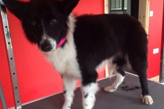 Kinvara Collies