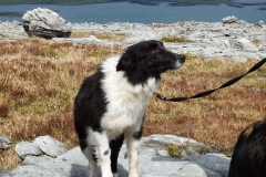 Kinvara Collies