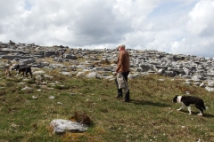 Kinvara Collies