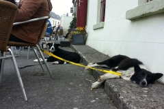 Kinvara Collies