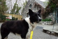 Kinvara Collies