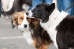 Kinvara Collies