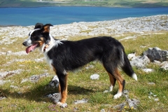 Kinvara Collies