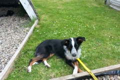 Kinvara Collies