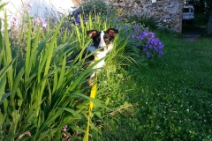 Kinvara Collies