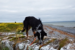 Kinvara Collies