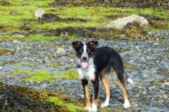 Kinvara Collies