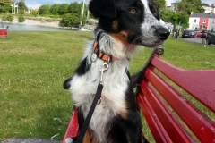 Kinvara Collies