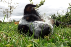 Kinvara Collies
