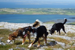Kinvara Collies
