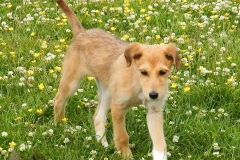 Kinvara Collies