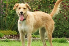 Kinvara Collies
