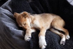 Kinvara Collies