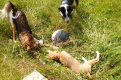 Kinvara Collies