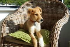 Kinvara Collies