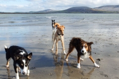 Kinvara Collies