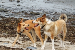 Kinvara Collies