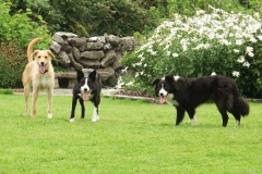 Kinvara Collies