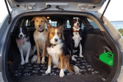 Kinvara Collies