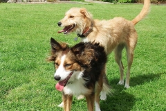 Kinvara Collies
