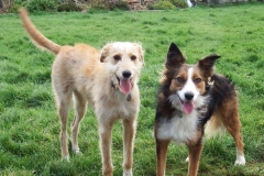 Kinvara Collies