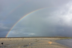 Kinvara Collies