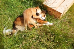 Kinvara Collies