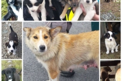 Kinvara Collies