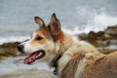 Kinvara Collies