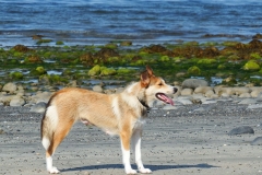 Kinvara Collies