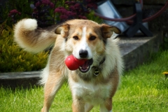 Kinvara Collies