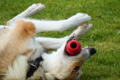 Kinvara Collies