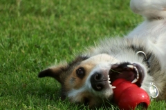 Kinvara Collies