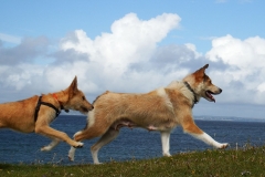 Kinvara Collies