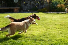Kinvara Collies