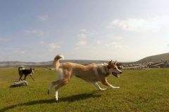 Kinvara Collies
