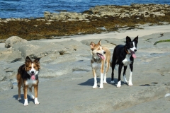 Kinvara Collies