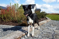 Kinvara Collies
