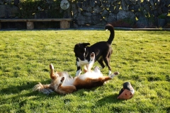 Kinvara Collies