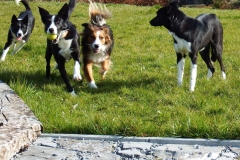 Kinvara Collies