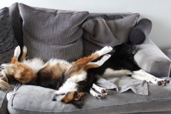 Kinvara Collies
